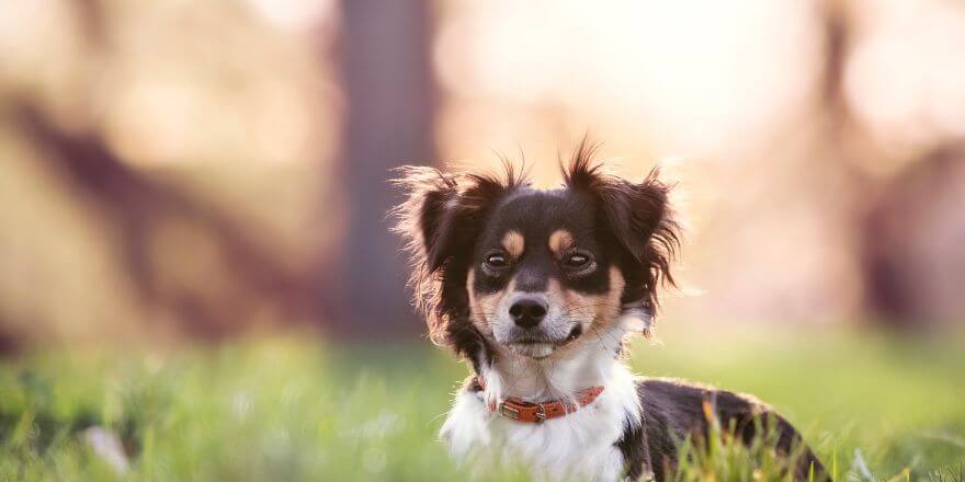 Sonnenbrand beim Hund erkennen