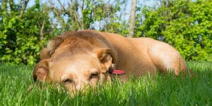 Sonnenbrand beim Hund - Vorbeugen und erkennen