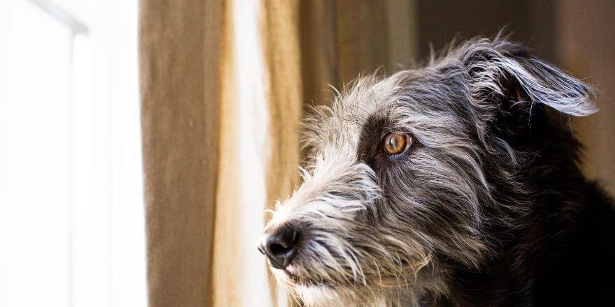 Trennungsangst beim Hund: Was du wissen musst