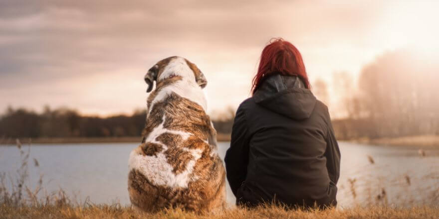 Vertrauen zum Hund aufbauen: Eine starke Bindung schaffen