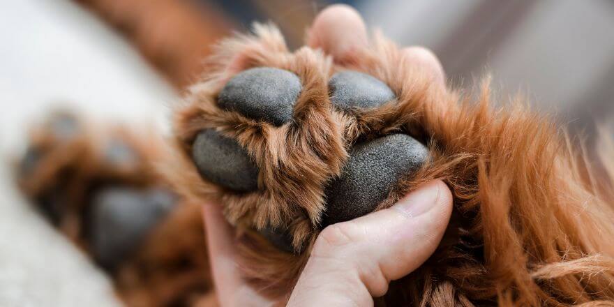 Vertrauen beim Hund aufbauen