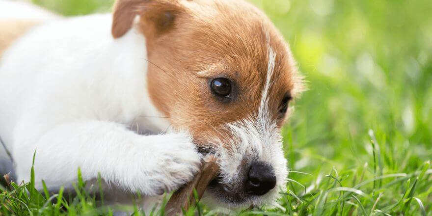 Wann werden Hunde ruhiger? Zahnwechsel beim Welpen