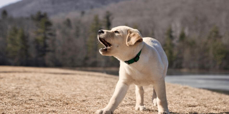 Warum bellt mein Hund andere Hunde an: Tipps, um das Bellen abzugewöhnen