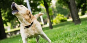 Warum bellt mein Hund jeden an? Tipps zum Abgewöhnen