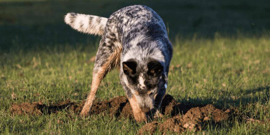 Warum buddeln Hunde? Gründe für das Graben