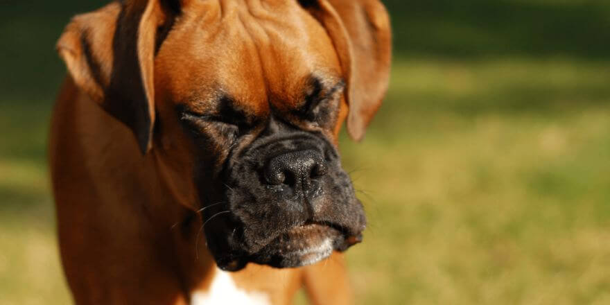 Warum niest mein Hund? Gründe, warum dein Hund oft niest