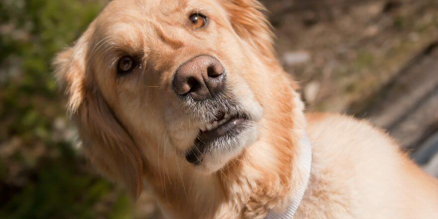 Warum stinken Hunde? Gesundheitliche Probleme?