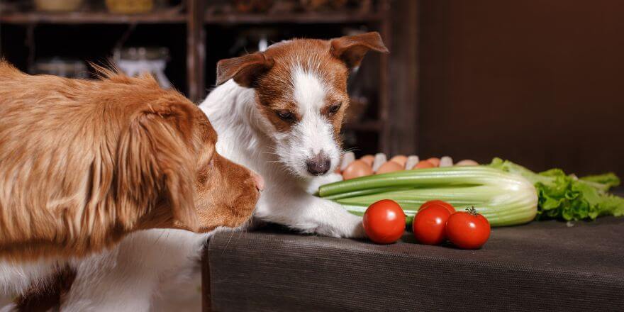 Welches Gemüse dürfen Hunde essen?