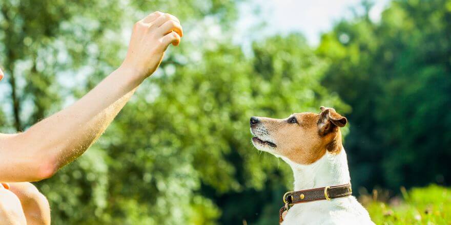 Welpe hört nicht - Tipps zum richtigen Hundetraining