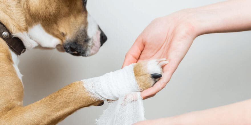 Wespenstich beim Hund: Erste Hilfe und was du tun kannst