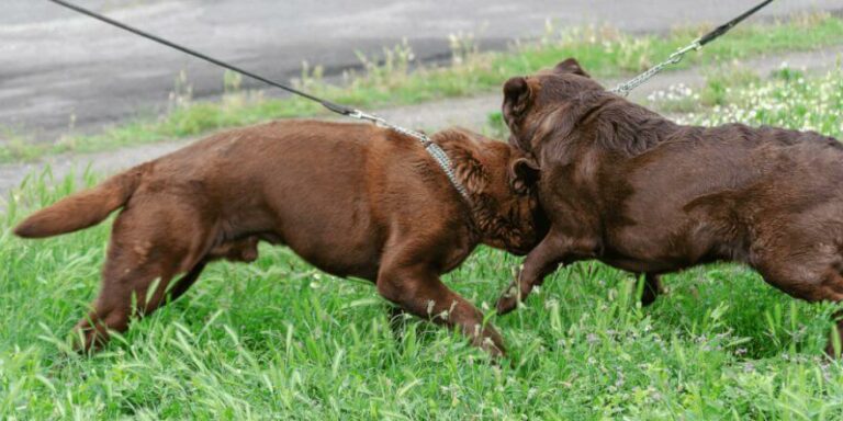 Wie bringe ich meinem Hund bei, andere Hunde zu ignorieren?